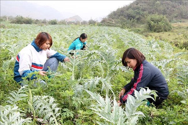 Gần 68 tỷ đồng triển khai các mô hình khuyến nông