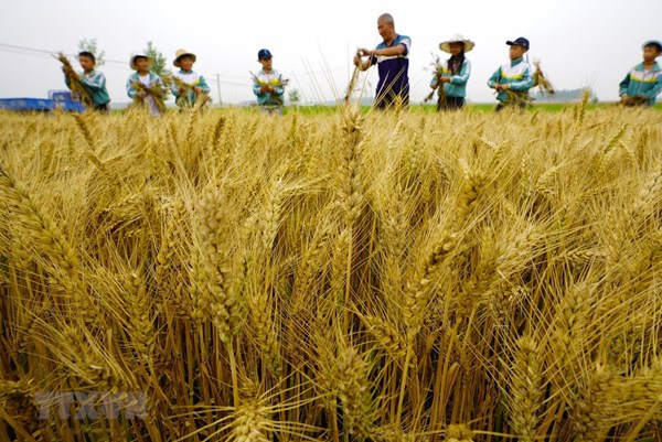 Ngành nông nghiệp Trung Quốc sẽ phát triển ổn định trong năm 2020