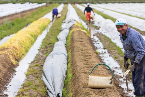 Đức tuyển dụng lao động thời vụ cho ngành nông nghiệp