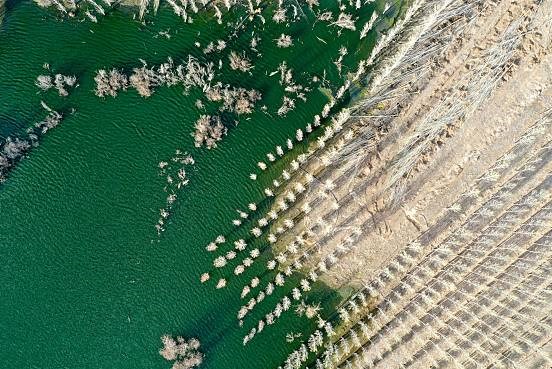 Dự án tái sử dụng nước thải để phủ xanh sa mạc tại Trung Quốc