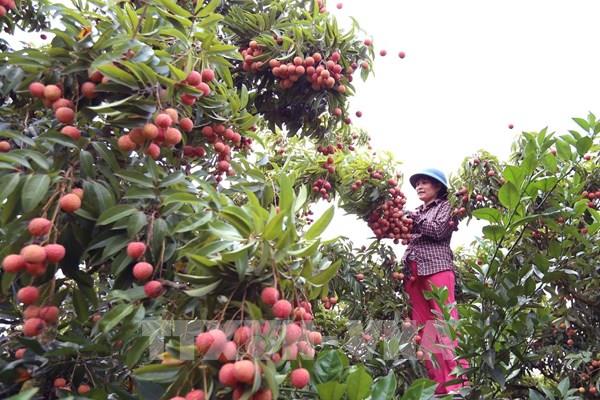 Transimex tham gia chuỗi cung ứng cho vải thiều