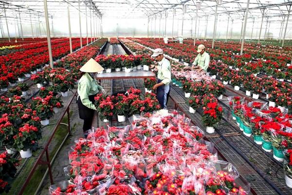 Đề xuất tháo gỡ khó khăn cho ngành hoa