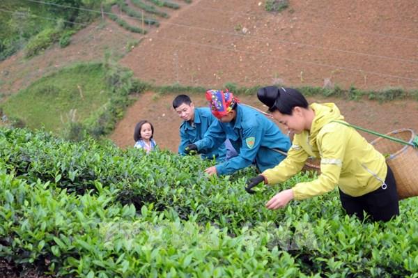 Quỹ Hỗ trợ nông dân giúp người dân huyện Thuận Châu phát triển kinh tế