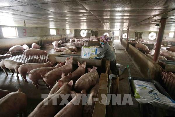 Bộ NN và PTNT: Đặc biệt chú ý tới an toàn sinh học trong tái đàn lợn