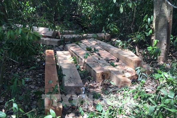 Thủ tướng Chính phủ yêu cầu xử lý nghiêm hoạt động phá rừng tại Kon Tum