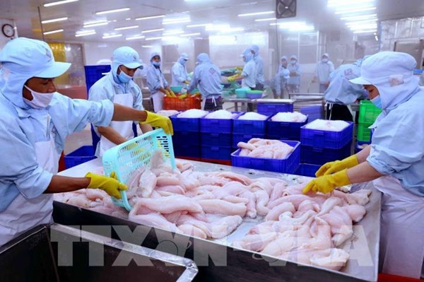 Cơ hội cho cá tra hậu COVID-19 - Bài cuối: Giải pháp tổng thể