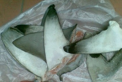 Hong Kong thu giữ số lượng kỷ lục vây cá mập buôn bán trái phép