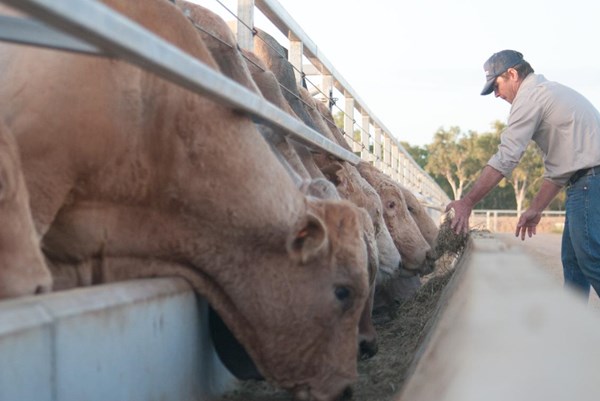 Giữa tháng 5, dự kiến lô hàng bò Australia của Hòa Phát sẽ về Việt Nam