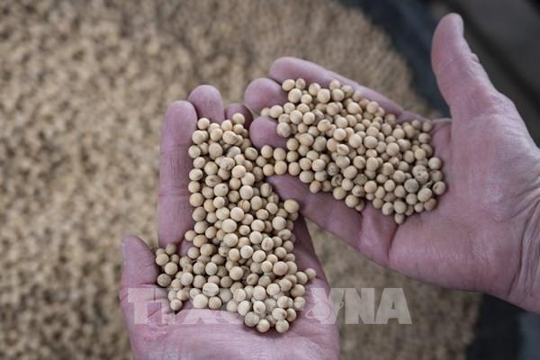 Chính phủ Mỹ sẽ thu mua 3 tỷ USD nông sản để hỗ trợ người nông dân