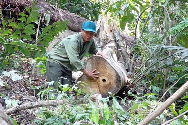 Vụ mở đường để phá rừng ở Phú Yên: Khởi tố vụ án và truy xét các đối tượng phá rừng