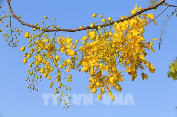 Hà Nội thay màu áo mới mùa hoa tháng 5