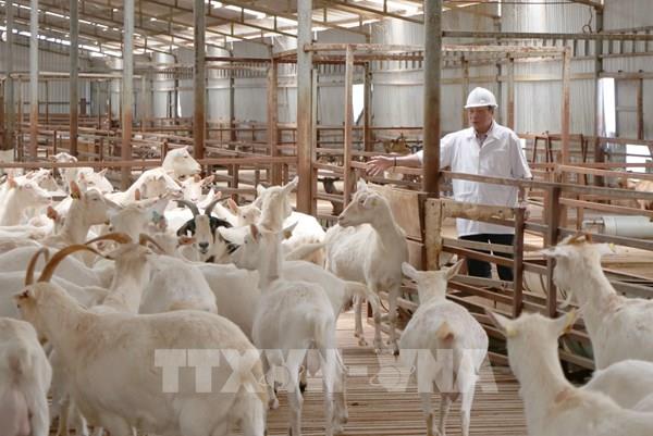 Kỳ vọng ở trang trại dê sữa lớn nhất Việt Nam