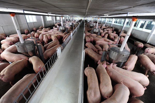 C.P. Việt Nam nhận danh hiệu Doanh nghiệp đồng hành cùng nhà nông