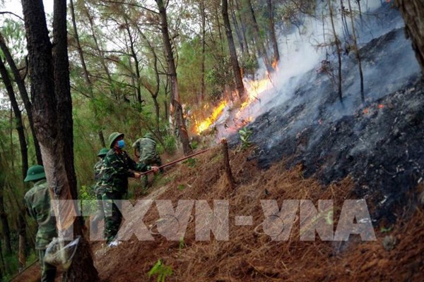 Xác định nguyên nhân các vụ cháy rừng trồng tại Khánh Hòa