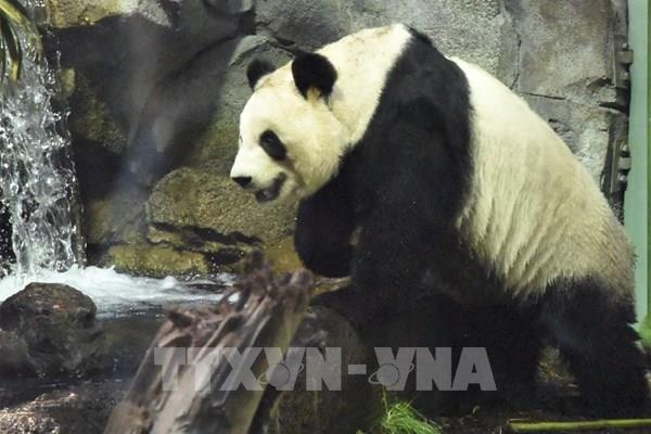 Canada "hồi hương" gấu trúc do không đủ nguồn lá tre