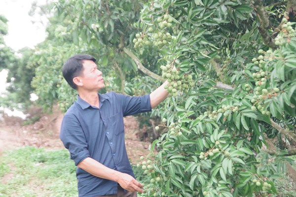 Sớm hoàn thiện thủ tục để xuất khẩu quả vải tươi sang Nhật Bản