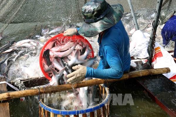 Doanh nghiệp thủy sản với kỳ vọng tăng trưởng từ tiêu thụ phục hồi