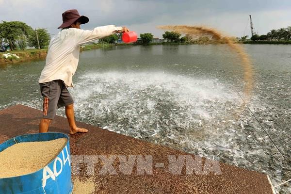 Cơ hội cho cá tra hậu COVID-19 - Bài 1: Phục hồi xuất khẩu