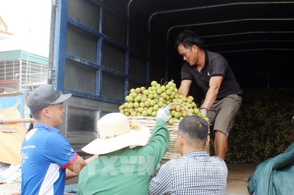 Tín hiệu vui cho những người trồng vải