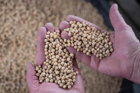 ﻿﻿Đậu tương Brazil khiến Trung Quốc khó hoàn tất thỏa thuận thương mại Mỹ-Trung?