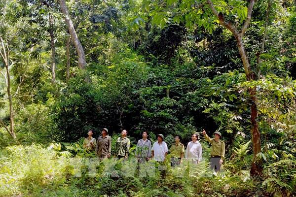 Đóng cửa rừng tự nhiên: Bài 1-Rừng được phục hồi và phát triển