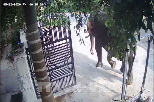 Một người bị voi nhà quật tử vong tại Đắk Lắk