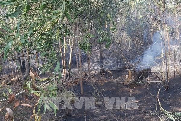 Cháy tại khu rừng keo sát sân bay Đà Nẵng
