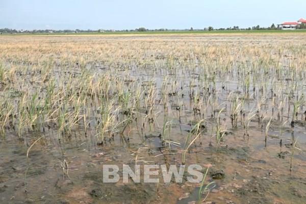 Lúa vùng biên “chết non” giữa mùa nắng nóng