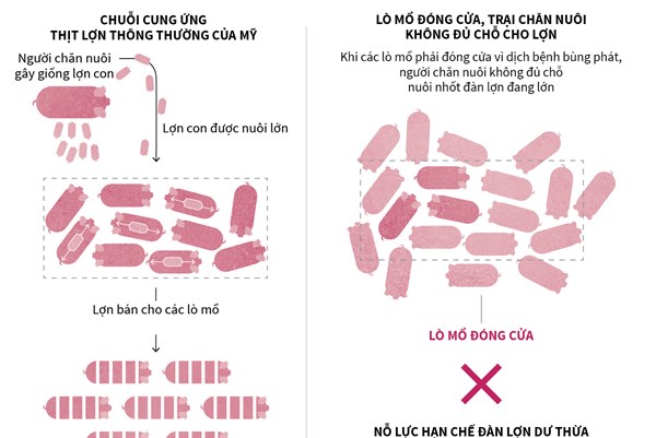“Nút thắt cổ chai” trong chuỗi cung ứng thịt lợn tại Mỹ