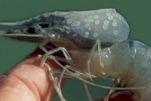 Quảng Ngãi tiêu hủy 21 hồ tôm vì bệnh đốm trắng