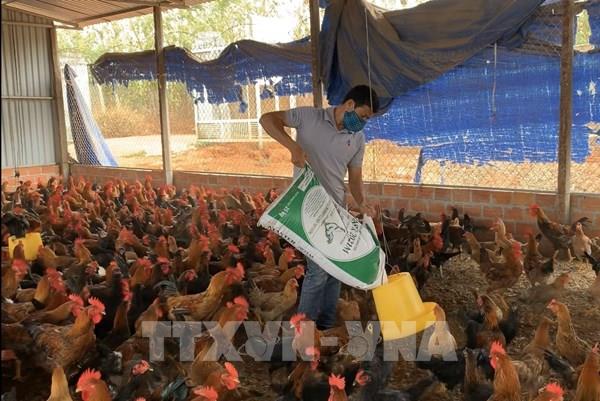 Thu nhập 400 triệu đồng/năm từ nuôi gà trên đệm lót sinh học 