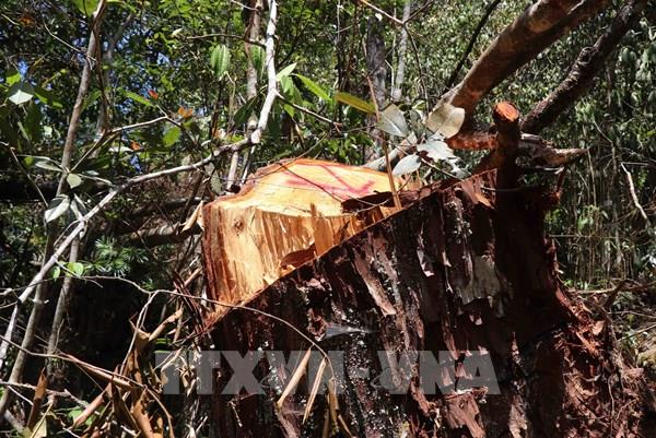 Thực hiện đóng cửa rừng tự nhiên: Bài 3 - Giải bài toán giữ rừng