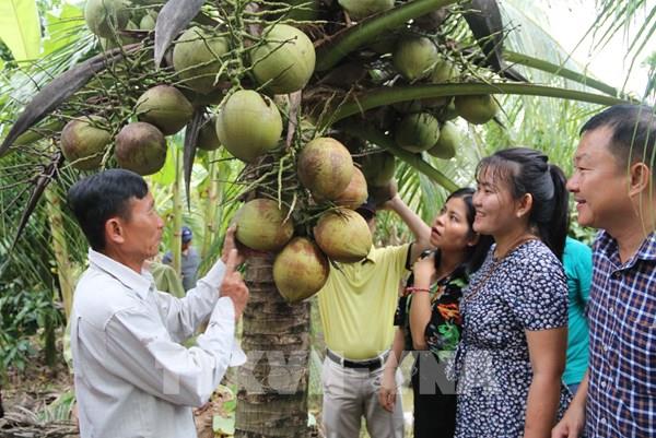 Trà Vinh: Hơn 220 ha dừa hữu cơ được công nhận đạt chuẩn quốc tế