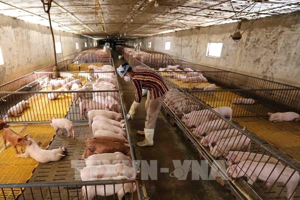 Lợn giống đạt chuẩn khan hiếm, người nuôi khó tái đàn