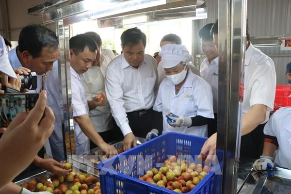 Hải Dương xuất khẩu lô vải đầu tiên đi Singapore, Mỹ, Australia trong năm 2020