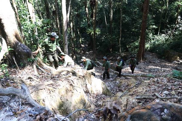 Những chuyển biến tích cực sau lệnh “đóng cửa rừng” của Thủ tướng 