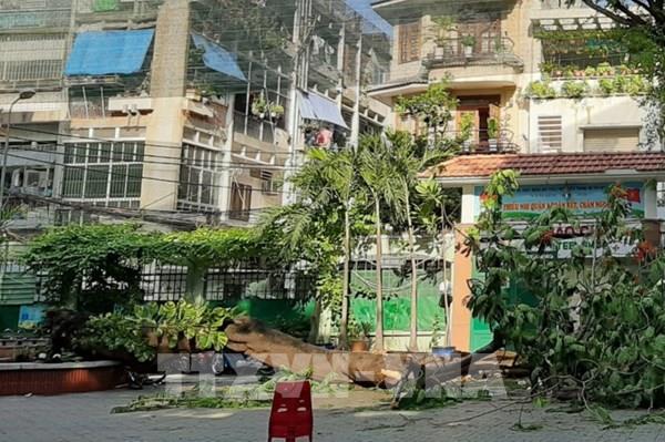 Vụ cây phượng bật gốc đè lên nhiều học sinh: Một học sinh tử vong, 12 học sinh bị thương