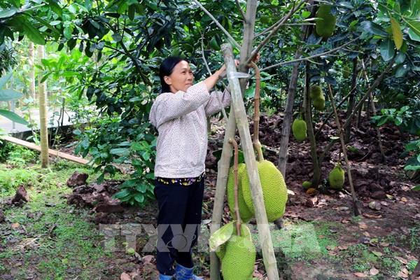 Nhiều hộ dân thoát nghèo bền vững từ vốn chính sách