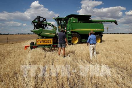 Tiền lệ nào cho việc Trung Quốc áp dụng thuế bán phá giá đối với lúa mạch Australia?