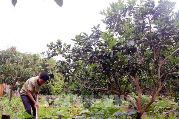 Chính sách cho vay hộ mới thoát nghèo: Hướng tới sinh kế bền vững