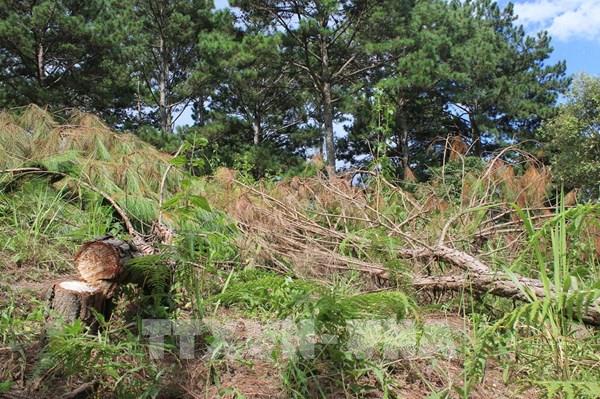 Lâm Đồng phát hiện vụ phá rừng quy mô lớn tại thành phố Đà Lạt