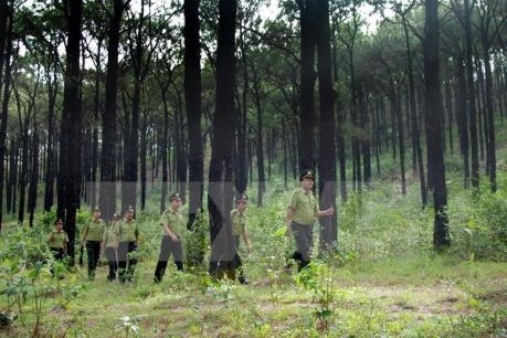 Tạo nguồn nguyên liệu gỗ - Bài 1: Lợi ích kép từ rừng gỗ lớn