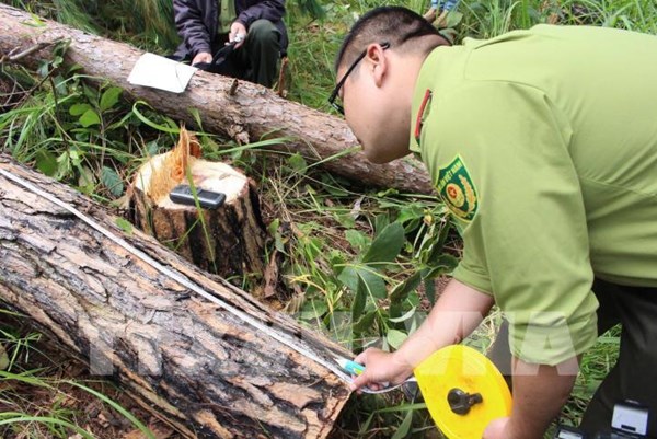 Áp lực giữ rừng ở Tây Nguyên: Bài cuối - Phát triển rừng bền vững