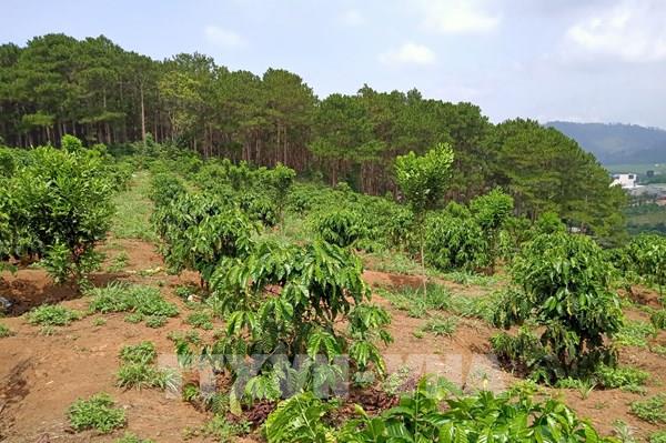 Hàng trăm ha rừng ở Lâm Đồng “biến mất” do quản lý lỏng lẻo