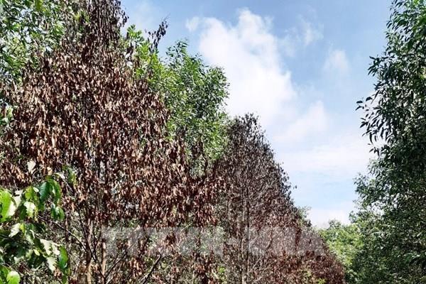 Tây Ninh: Kiên quyết xử lý vi phạm lấn chiếm, sử dụng đất rừng phòng hộ sai mục đích 