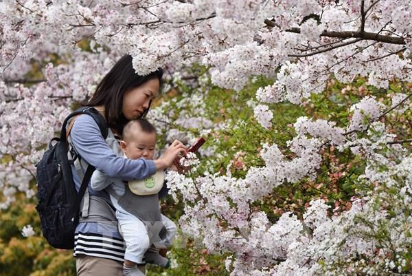 Các điểm du lịch của Nhật Bản đón khách trở lại