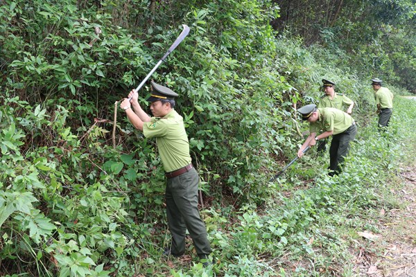 Các phương án phòng chống cháy rừng mùa nắng nóng
