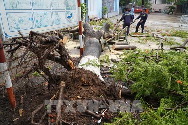 Hà Nội kiểm tra toàn bộ cây xanh trong trường học, bệnh viện, công sở