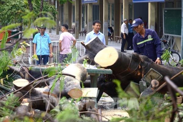 Đồng Nai: Cây phượng bật gốc sau cơn mưa, ba nữ sinh bị thương