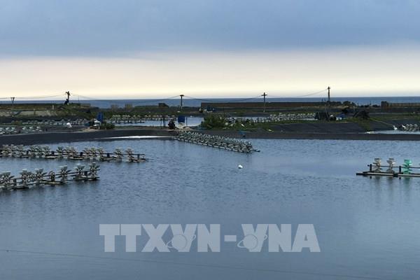 Phú Yên: Dịch bệnh trên tôm nuôi nước lợ có chiều hướng gia tăng